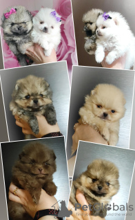 Photo №1. pomeranian - for sale in the city of Minsk | negotiated | Announcement № 100705