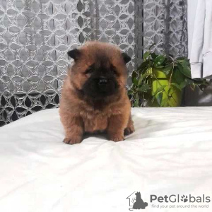 Photo №4. I will sell chow chow in the city of Jagodina.  - price - negotiated