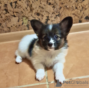 Photo №4. I will sell papillon dog in the city of Москва. private announcement, from nursery, breeder - price - 600$