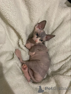 Photo №1. sphynx cat - for sale in the city of Aizlingen | 465$ | Announcement № 157343