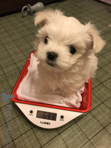 Photo №1. maltese dog - for sale in the city of Шилуте | negotiated | Announcement № 32621
