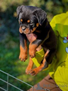 Photo №4. I will sell rottweiler in the city of Kragujevac.  - price - negotiated
