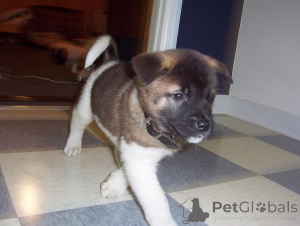 Photo №2 to announcement № 172959 for the sale of akita - buy in Belgium private announcement, breeder