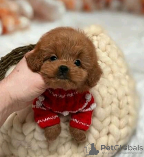 Photo №2 to announcement № 133961 for the sale of poodle (royal) - buy in United States 