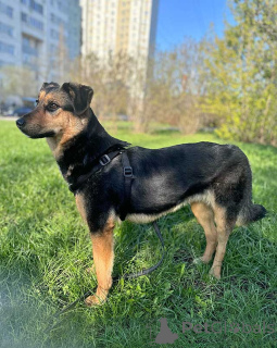 Photo №1. non-pedigree dogs - for sale in the city of Moskova | Is free | Announcement № 168474