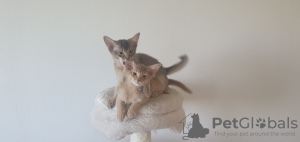Additional photos: Somali kittens looking for a forever homes