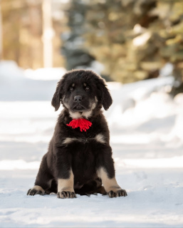 Photo №4. I will sell buryat-mongolian wolfhound in the city of Москва. from nursery - price - 501$