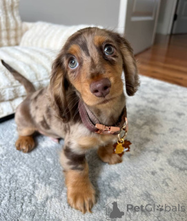 Photo №1. dachshund - for sale in the city of Hamburg | Is free | Announcement № 150841