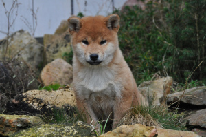 Photo №2 to announcement № 5051 for the sale of shiba inu - buy in Russian Federation breeder