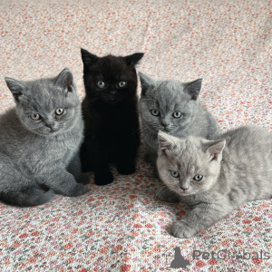 Photo №1. british shorthair - for sale in the city of Mannheim | negotiated | Announcement № 169921