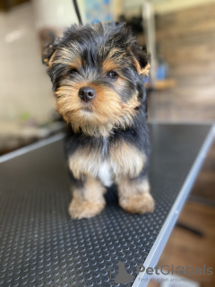 Photo №4. I will sell yorkshire terrier in the city of Bonn. private announcement - price - 280$