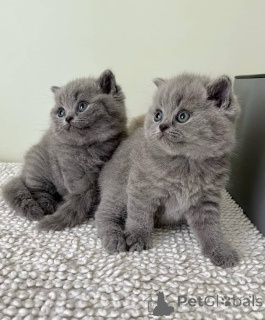 Photo №2 to announcement № 135748 for the sale of british shorthair - buy in United States breeder