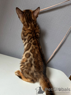 Additional photos: Gorgeous bengal kittens