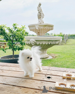 Photo №2 to announcement № 140597 for the sale of pomeranian - buy in Israel breeder