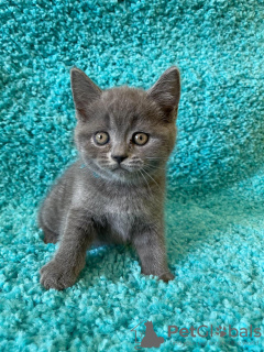 Photo №2 to announcement № 113144 for the sale of british shorthair - buy in France 