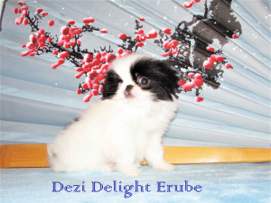 Photo №1. japanese chin - for sale in the city of Москва | 554$ | Announcement № 5099