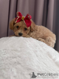 Additional photos: Terminovo girl Maltipoo f1 min, delivery, bargaining, maltipoo f1