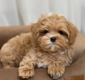 Photo №1. maltipu - for sale in the city of Bad Soden-Salmünster | 310$ | Announcement № 167685