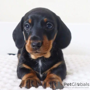 Photo №2 to announcement № 125865 for the sale of dachshund - buy in Italy private announcement