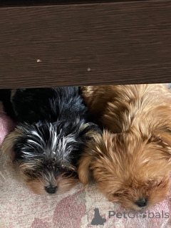 Photo №1. yorkshire terrier - for sale in the city of Domodedovo | 304$ | Announcement № 150490