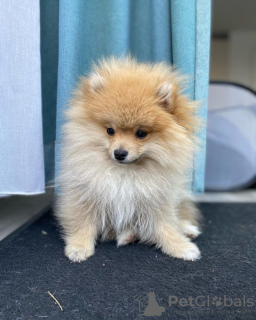 Additional photos: Pomeranian