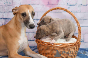 Photo №4. I will sell whippet in the city of St. Petersburg. breeder - price - negotiated