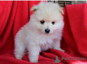 Photo №3. POMERANIAN PUPPIES WhatsApp 64 9-889 4165. Switzerland