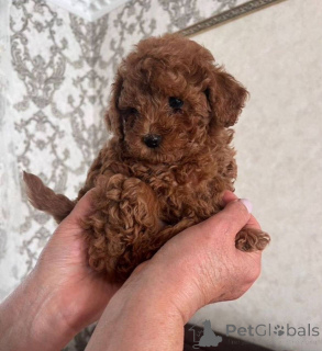 Photo №3. Maltipoo puppy. Germany