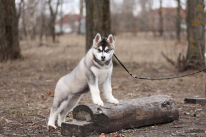 Photo №4. I will sell siberian husky in the city of Voronezh. breeder - price - negotiated