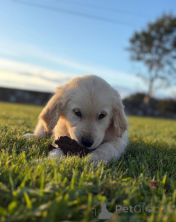 Photo №3. Golden Retriever Puppies. Netherlands