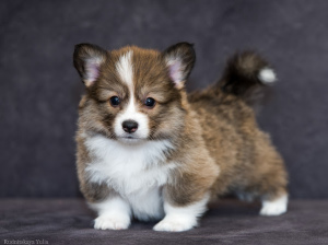 Photo №4. I will sell welsh corgi in the city of Kharkov. from nursery - price - 1108$