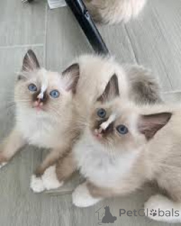 Photo №4. I will sell ragdoll in the city of Vienna. private announcement, breeder - price - 516$