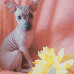 Photo №2 to announcement № 3886 for the sale of american hairless terrier - buy in Latvia breeder