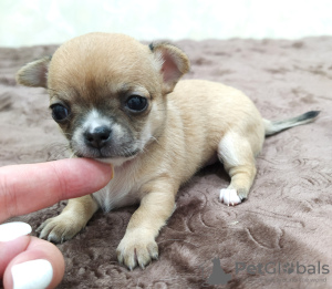 Photo №1. chihuahua - for sale in the city of Sochi | negotiated | Announcement № 11193