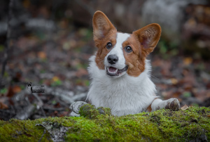 Photo №3. Welsh Corgi Cardigan. Russian Federation