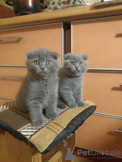 Photo №1. scottish fold - for sale in the city of Minsk | 264$ | Announcement № 88182