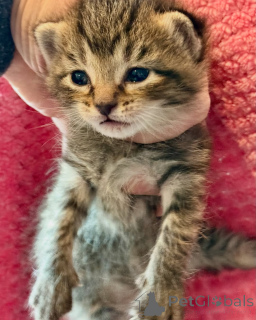 Photo №2 to announcement № 150610 for the sale of bengal cat - buy in Germany from the shelter, breeder