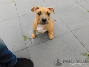 Photo №3. American Bulldog. Belgium