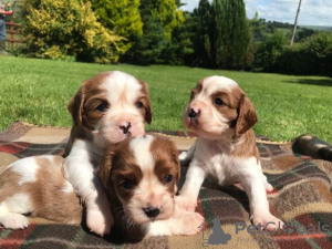 Photo №2 to announcement № 23733 for the sale of cavalier king charles spaniel - buy in Germany 
