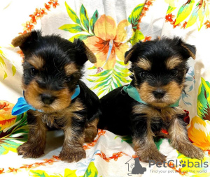 Photo №2 to announcement № 97261 for the sale of beaver yorkshire terrier - buy in Germany private announcement