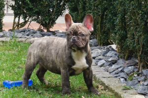 Photo №2 to announcement № 1573 for the sale of french bulldog - buy in Germany private announcement