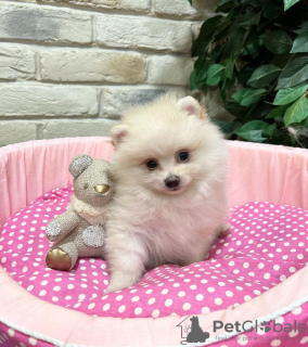 Photo №1. pomeranian - for sale in the city of Lyon | negotiated | Announcement № 17336
