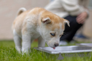 Photo №2 to announcement № 137987 for the sale of non-pedigree dogs - buy in United Kingdom breeder