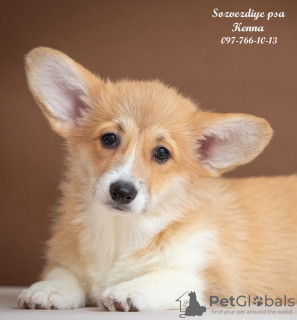 Photo №1. welsh corgi - for sale in the city of Dnipro | 1237$ | Announcement № 36386