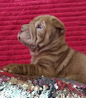 Photo №2 to announcement № 115414 for the sale of shar pei - buy in Russian Federation private announcement, breeder