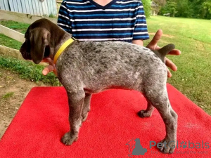 Photo №3. Cute German shorthaired pointer for adoption. Germany