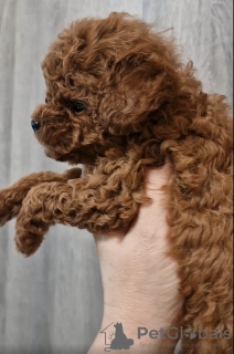 Photo №3. Toy Poodle China, that poodle China. Ukraine