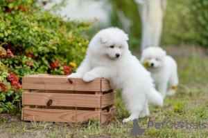 Photo №1. samoyed dog - for sale in the city of Prague | negotiated | Announcement № 167457