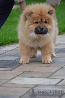 Photo №1. chow chow - for sale in the city of Niksic | negotiated | Announcement № 124356