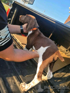 Photo №1. german shorthaired pointer - for sale in the city of Leipzig | 687$ | Announcement № 120864